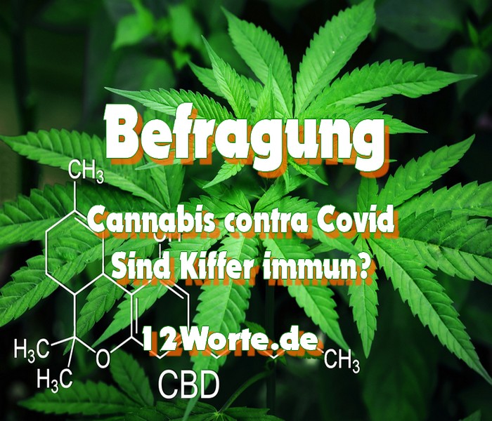 Cannabis contra Covid - Sind alle Kiffer immun?